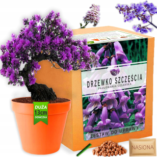 Sada na pestovanie rastlín: Bonsai Strom šťastia, semená Paulownia Imperial